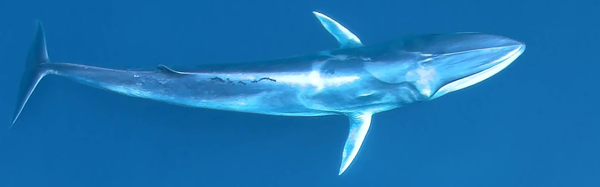 La baleine d'Omura